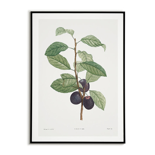 plakaty Plakat botaniczny GRAFIKA śliwka Vintage