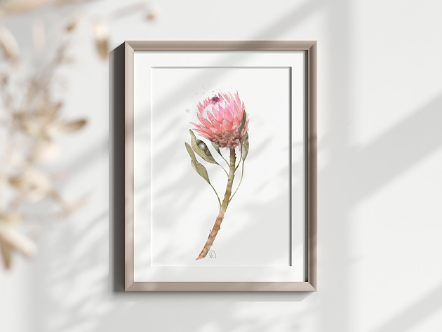grafiki i ilustracje Protea, grafika, akwarela