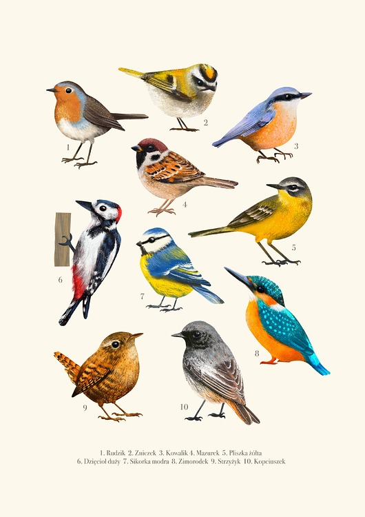 plakaty Plakat "Ptaki" 40x50cm