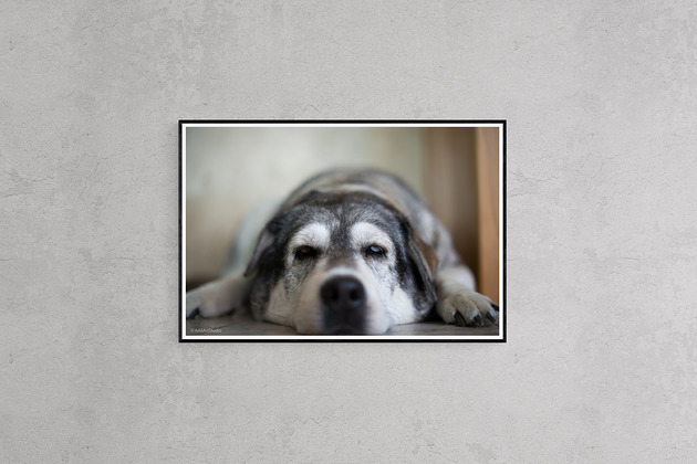 fotografia Mój przyjaciel pies