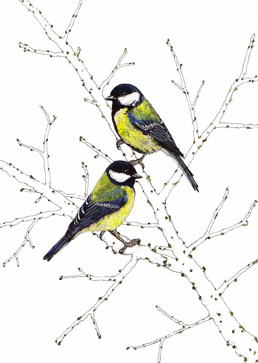 grafiki i ilustracje Sikorki bogatki - Grafika- Ilustracja- Ptaki