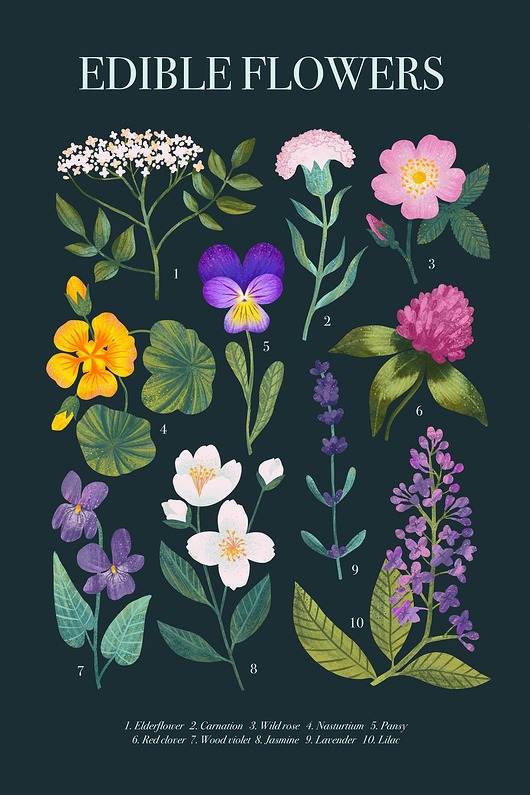 Plakat botaniczny "Edible flowers" Studio Stonka