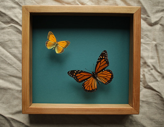 Pomarańczowy i żółty motyl w gablocie Creative Farm