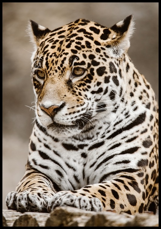 plakaty Plakat "Jaguar"