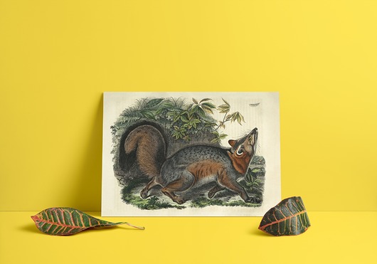 Plakat Lisek  papiery pantery