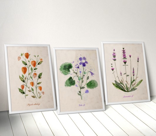 3 ilustracje botaniczne  Anita Tomala