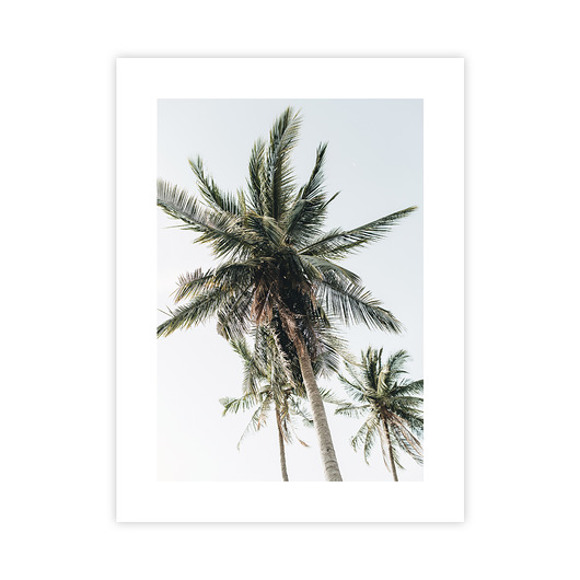 plakaty Palmy Plakat
