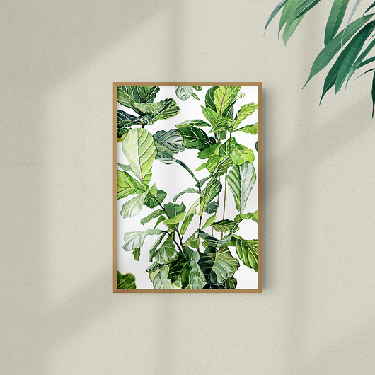 grafiki i ilustracje Fikus Lirolistny - ilustracja botaniczna