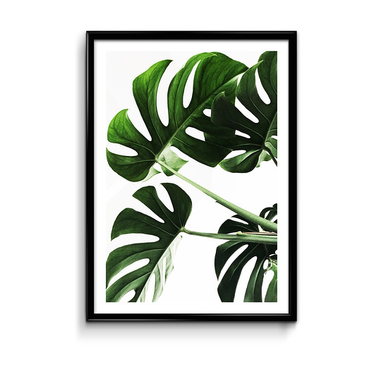 Plakat Monstera  Bury Lis