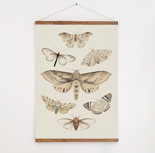 Owady | 50x70  Anita Tomala