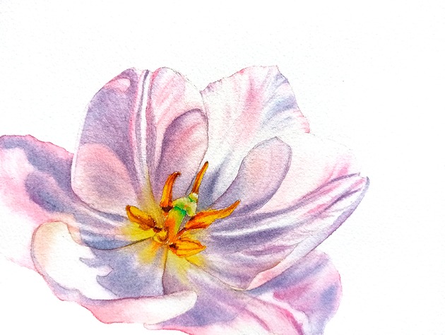 obrazy "Delikatne płatki tulipanów" 15*20 cm/ akwarela