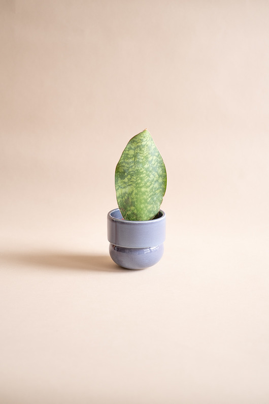 doniczki Osłonka 'runo'  9,5 cm (fiolet)