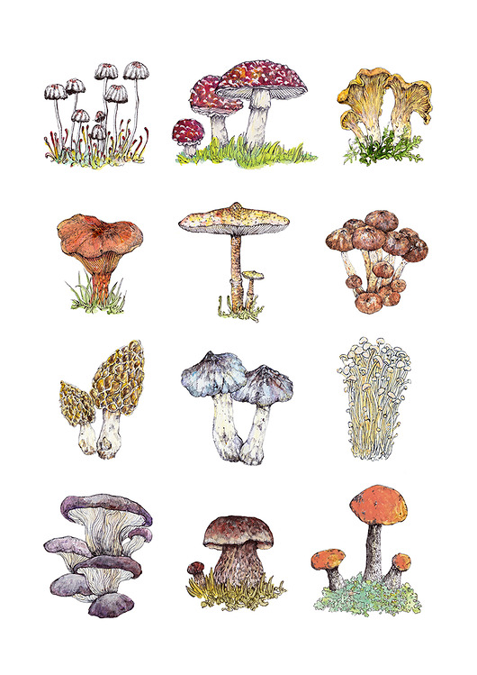 grafiki i ilustracje Grzybki - grafika na ścianę