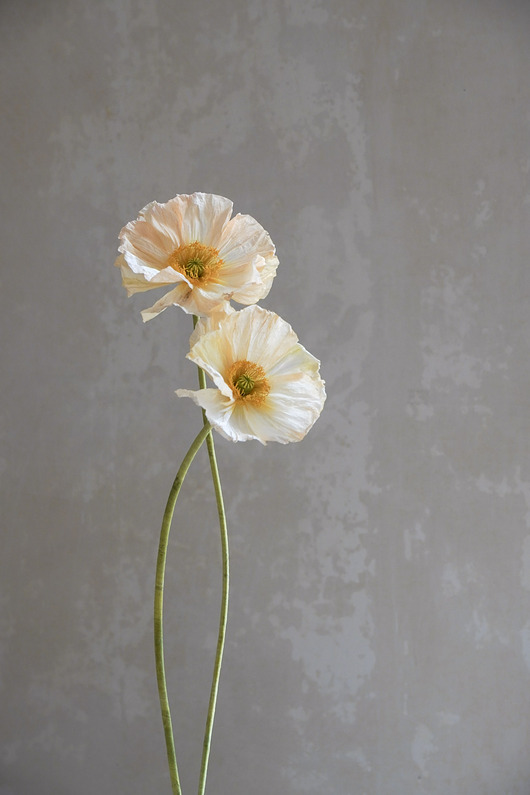 dodatki - różne Maki islandzkie z papieru, dekoracja botaniczna