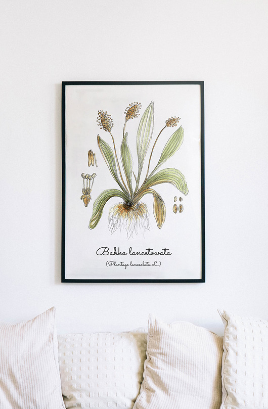 Plakat  ilustracja tablica botaniczna babka Arty arty