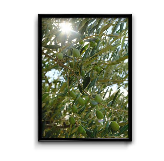 plakaty Plakat Oliwki No.1