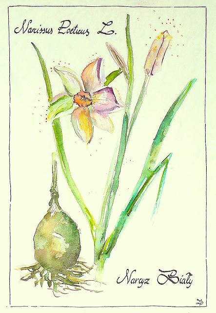 Narcissus Poeticus L. czyli Narcyz Biały Camariera