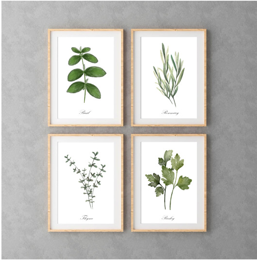 grafiki i ilustracje PLAKATY DO KUCHNI zioła botaniczne