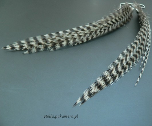 zebra Stella