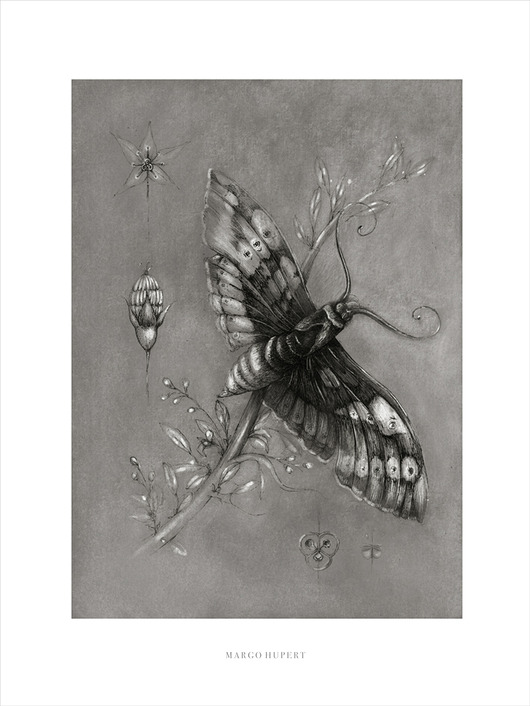 plakaty Motyl print 40x50 cm