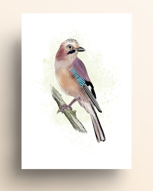 grafiki i ilustracje Sójka