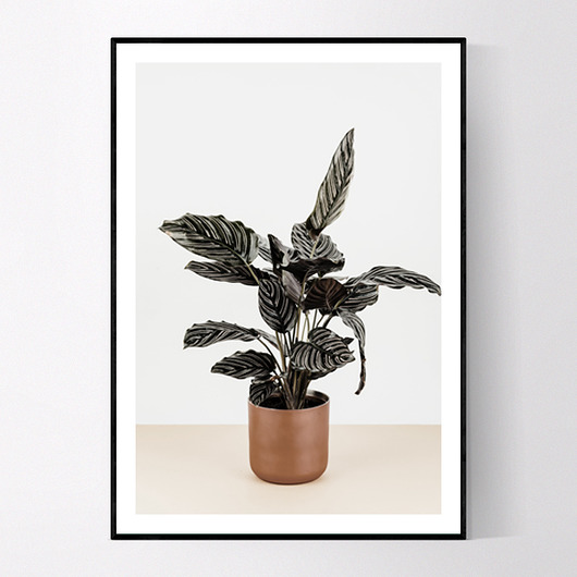 Plakat Botaniczny MUKKO