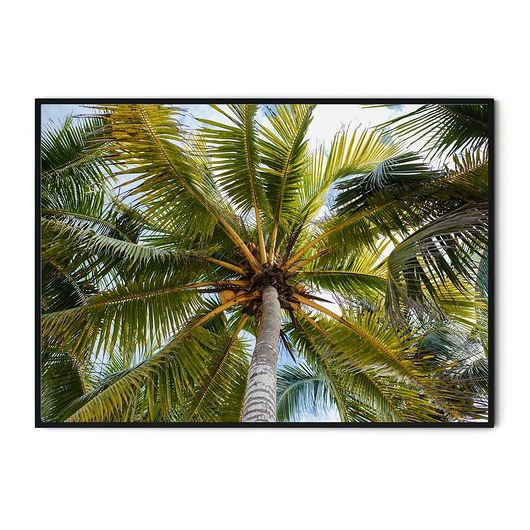 Plakat botaniczny Palma myscandi