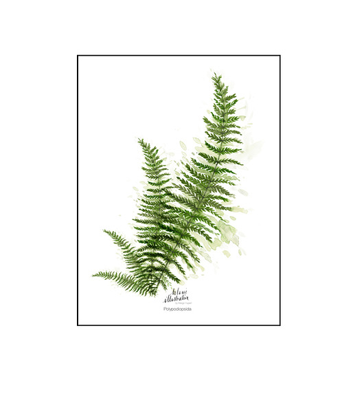 Plakat Paproć { 50x70 cm} Margo Hupert