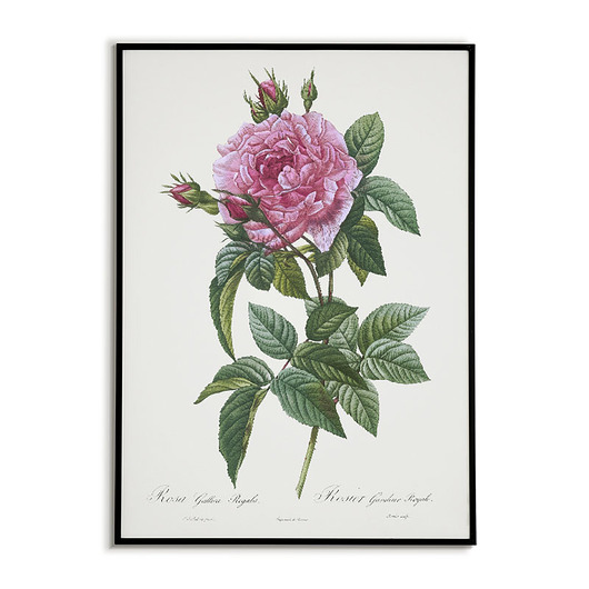 plakaty Rosa gallica regali - Plakat botaniczny - Retro
