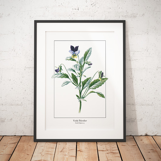 Plakat botaniczny Fiołek Trójbarwny trochę na ścianę