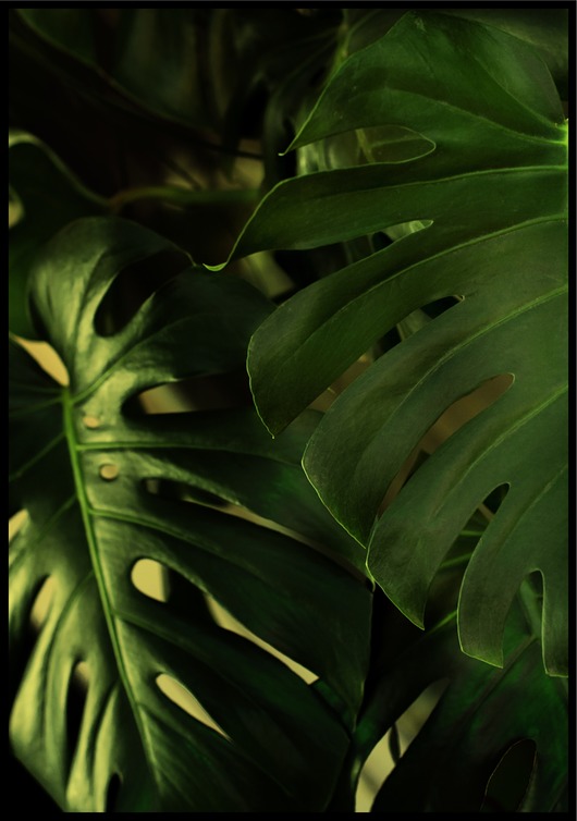 plakaty Plakat "Ciemna monstera dziurawa"