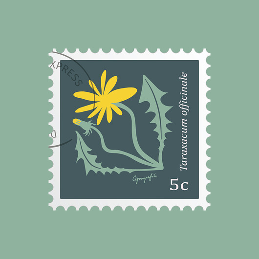 plakaty Mniszek lekarski/ seria Herbarium plakat 40x40 cm