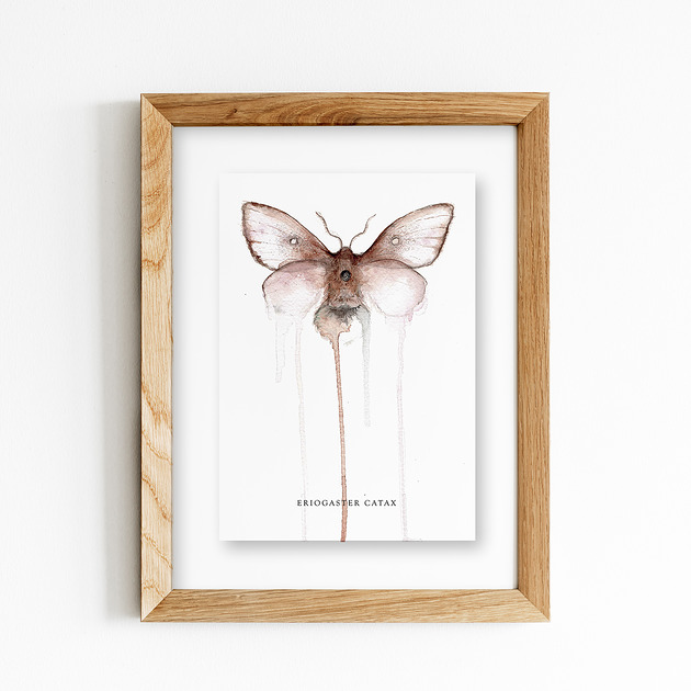 grafiki i ilustracje Ćma, Barczatka kataks A4