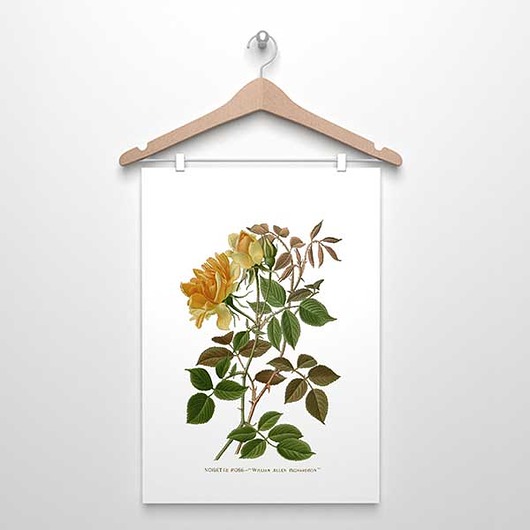 RÓŻA HERBACIANA plakat A4,A3(lub 30x4cm) botanika