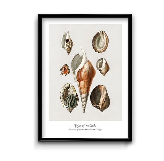 plakaty Plakat Muszle No.2