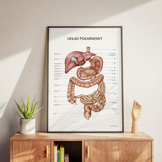 plakaty Plakat Układ Pokarmowy