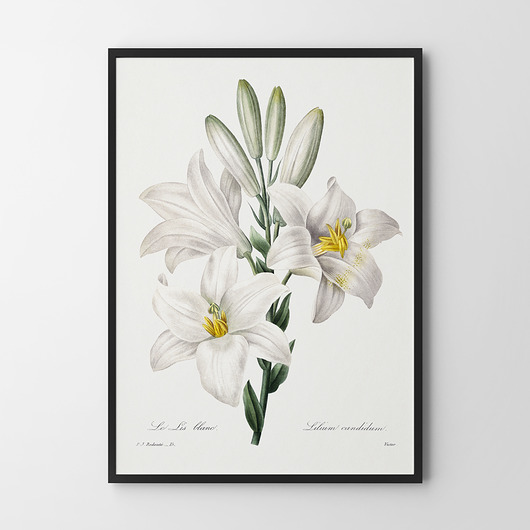 plakaty Plakat White flowers