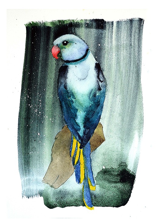 grafiki i ilustracje Papuga aleksandretta obrożna niebieska