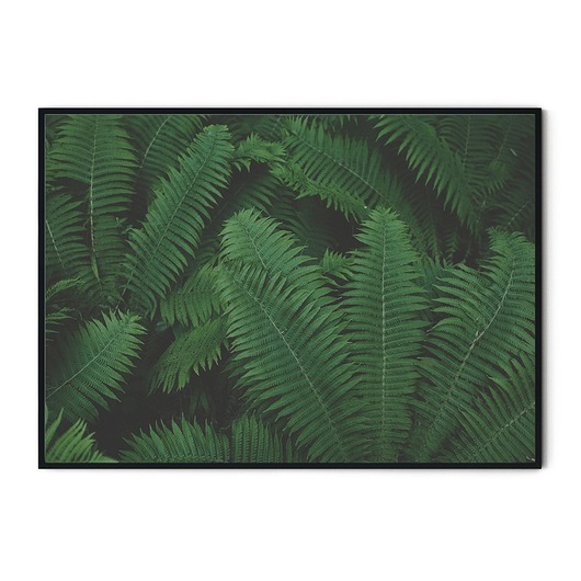 Plakat skandynawski botaniczny Paprocie myscandi