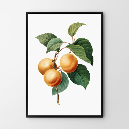 plakaty Plakat Morela vintage
