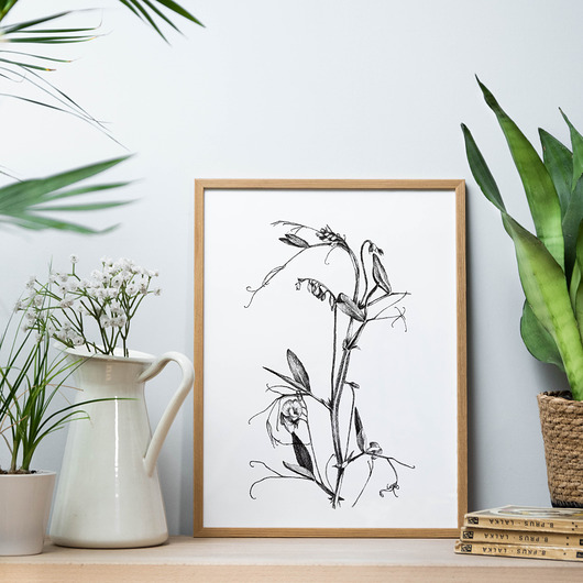grafiki i ilustracje Groszek - grafika