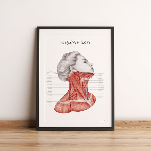 plakaty Plakat Mięśnie Szyi