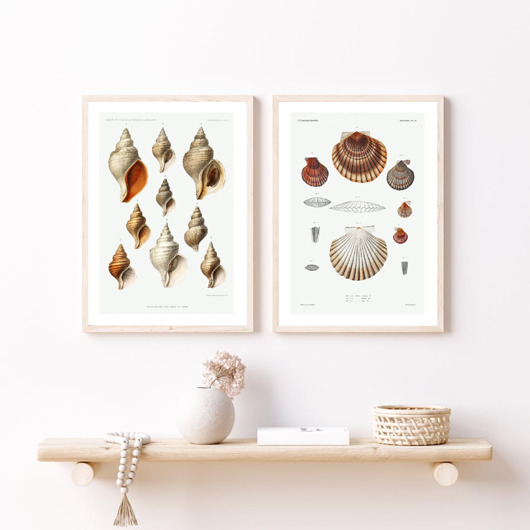 plakaty DWA PLAKATY muszle vintage ilustracje