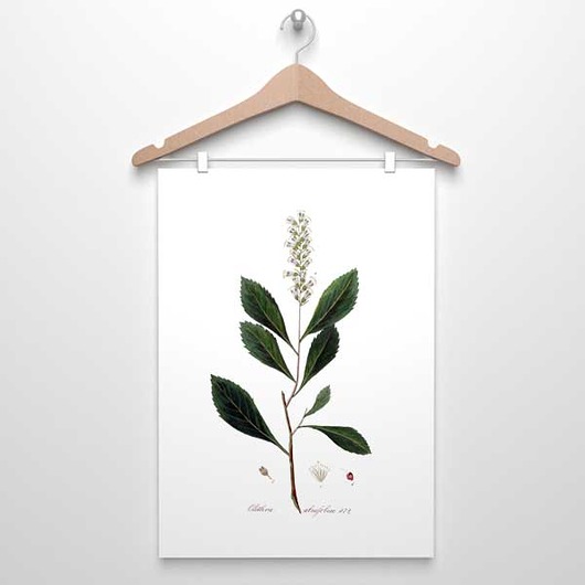 ZIELNIK- Plakat ilustracja botaniczna A4 botanika