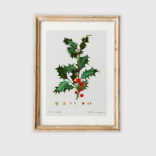 plakaty Plakat z botaniczną ryciną ILEX