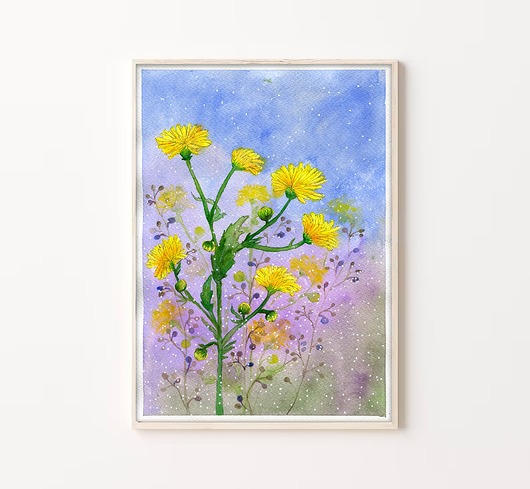 obrazy Oryginalna akwarela.  Polny mlecz  A4