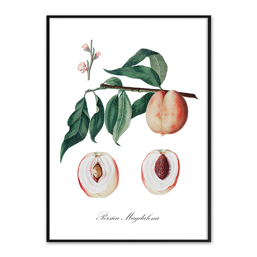 Plakat - botaniczna ilustracja BRZOSKWINIA muybien