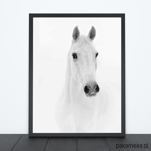 Komplet Plakaty Sowa śnieżna biały koń 40x50cm Dekoracjan