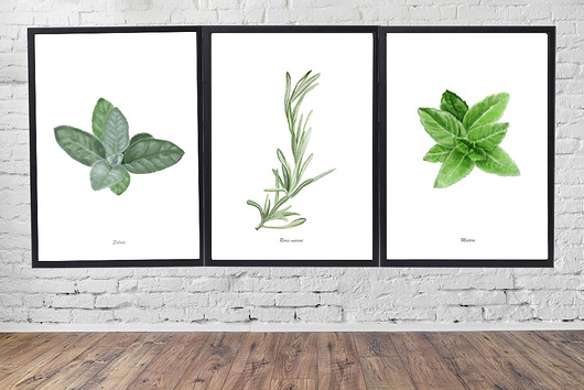 grafiki i ilustracje Zestaw 3 plakatów/ziół