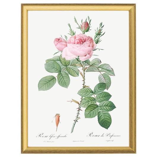 Botaniczne ilustracje - Rosa Bifera Officinalis White Rose Peonies 
